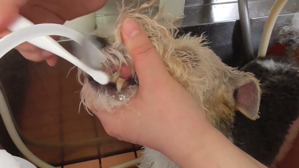 ワイヤーフォックステリアの桃ちゃん