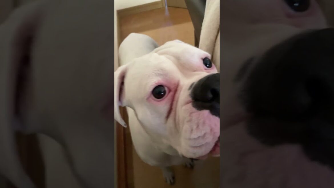 隠してたイタズラが見つかった　ボクサー犬