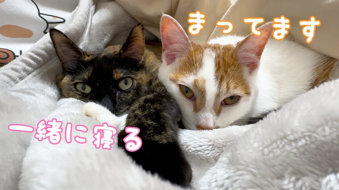 飼い主と一緒に寝たい猫たちが布団で待機してました！！