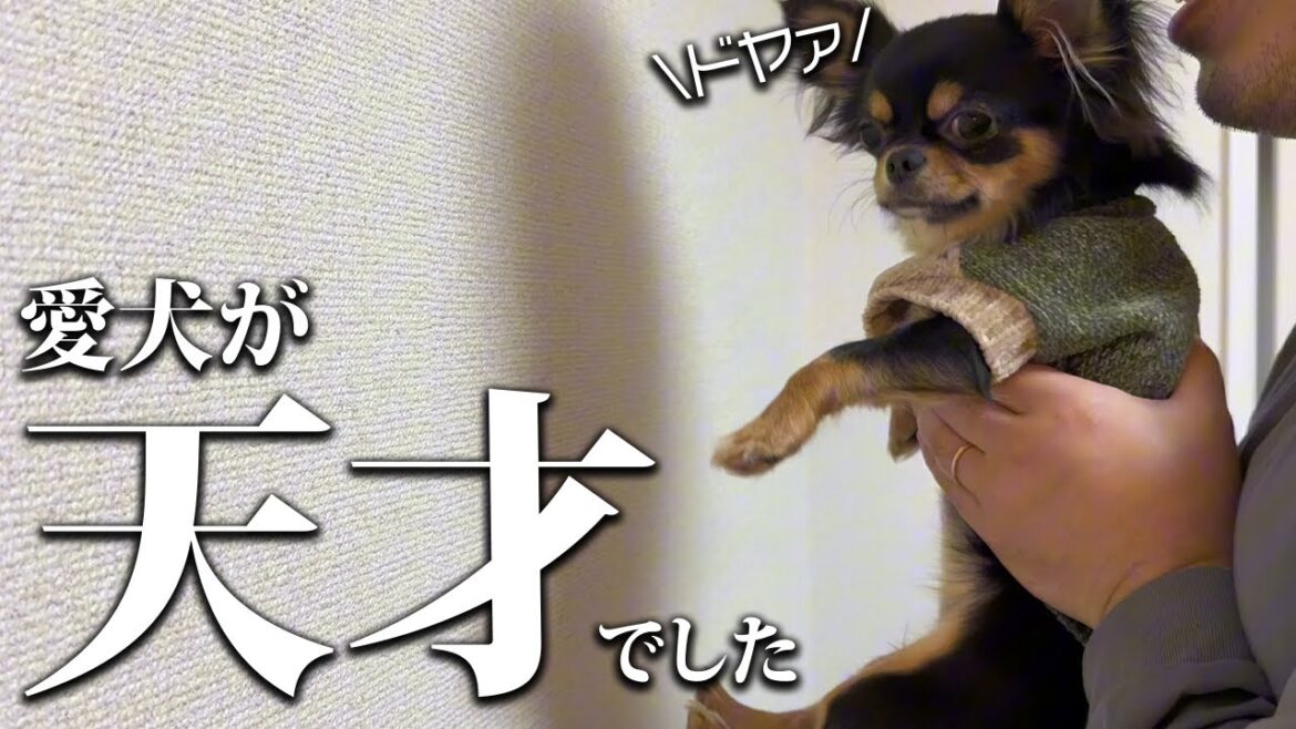【検証】新入りチワワも入ったので再度「誰が1番賢いか」検証してみた結果…衝撃の結末が起きたw 【検証】新入りチワワも入ったので再度「誰が1番賢いか」検証してみた結果...衝撃の結末が起きたw