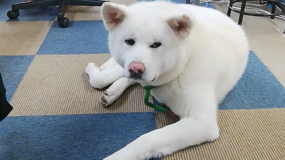 秋田犬会館配信！