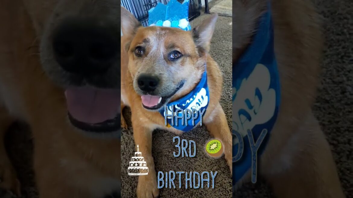 Birthday boy🎂💕Happy 3rd birthday / Australian cattle dog/Red heeler boy "Kiwi🥝"