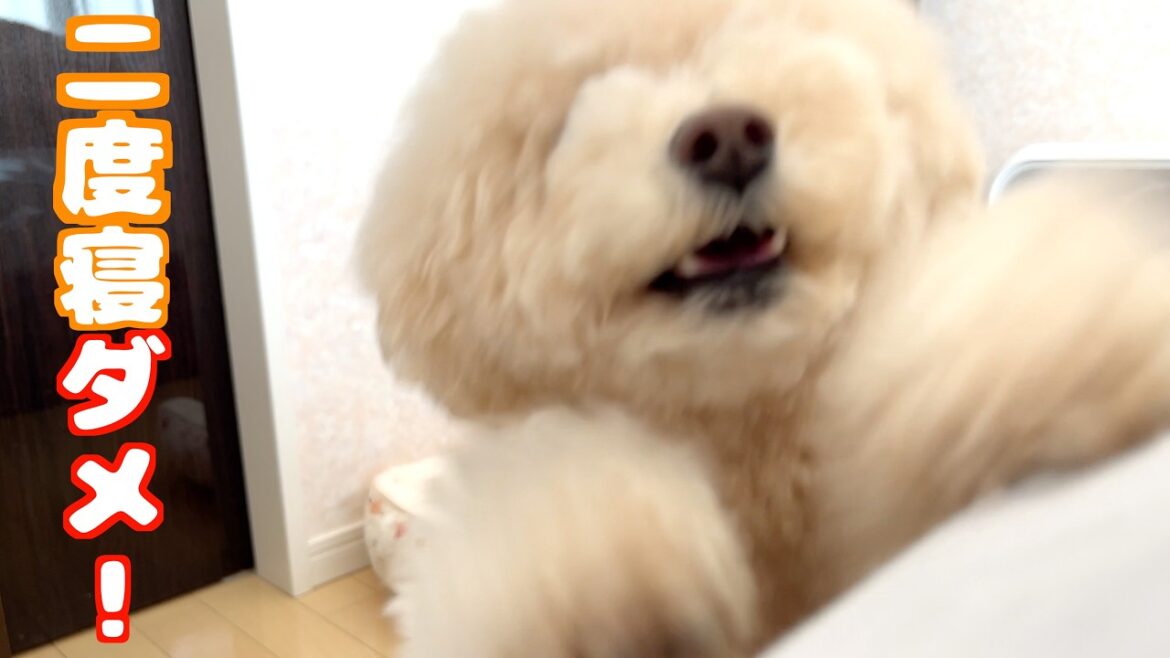 一緒に二度寝しようとする飼い主を許さない愛犬たちですｗ【トイプードル】