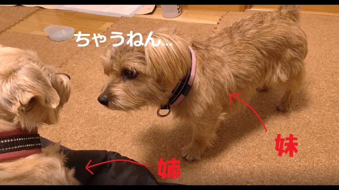 【ノーフォークテリア】問題：なつめは何がしたいのでしょうか？