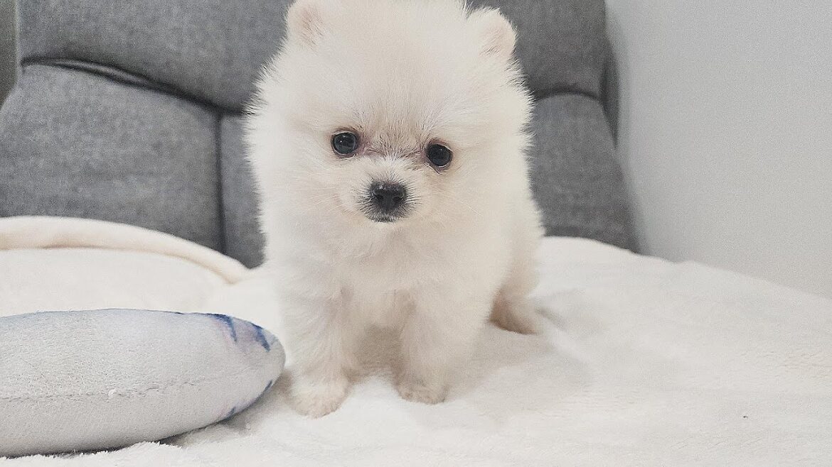 お迎えした子犬の立場が入れ替わった先住犬【ポメラニアンとチワワ】