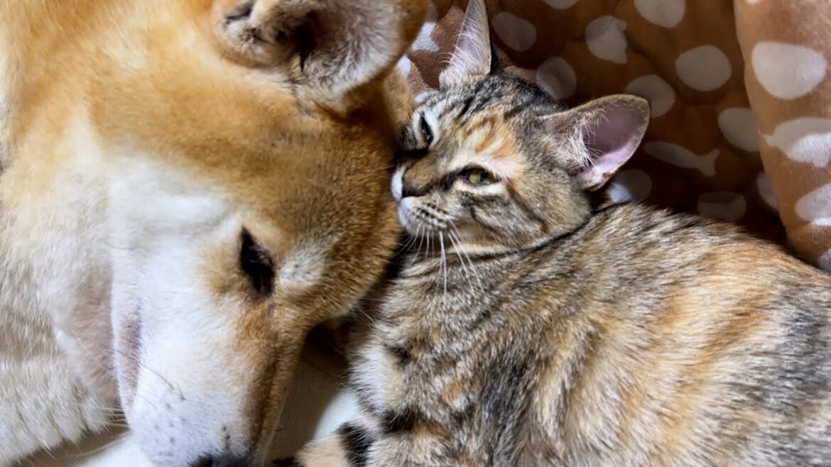 柴犬を抱き枕にして寝る子猫を抱き枕にする子猫 柴犬を抱き枕にして寝る子猫を抱き枕にする子猫