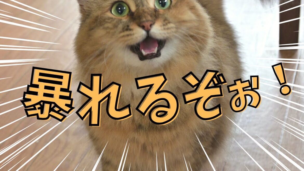 毎日暴れたくなる猫たち【サイベリアン・親子】