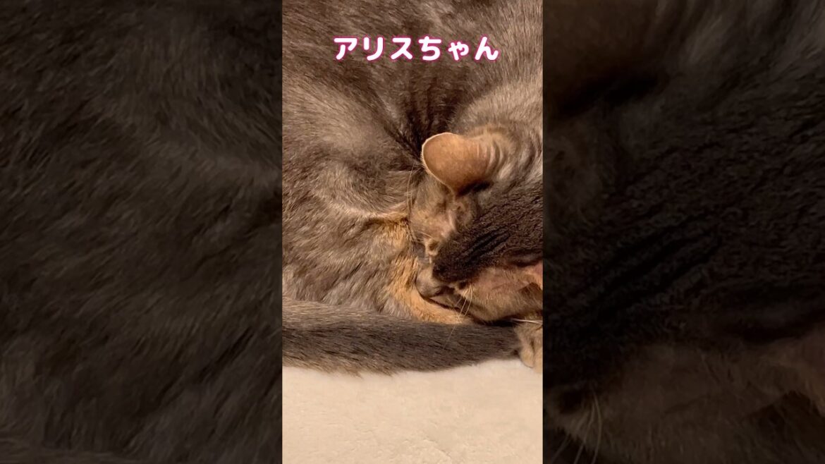 アンモニャイト #shorts #猫 #ねこ #アビシニアン #cat #まな猫
