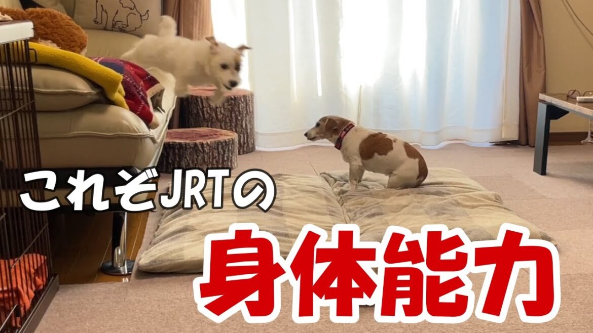 【これぞ！ジャック！！】縦横無尽に走り回る子犬の身体能力が凄すぎました！