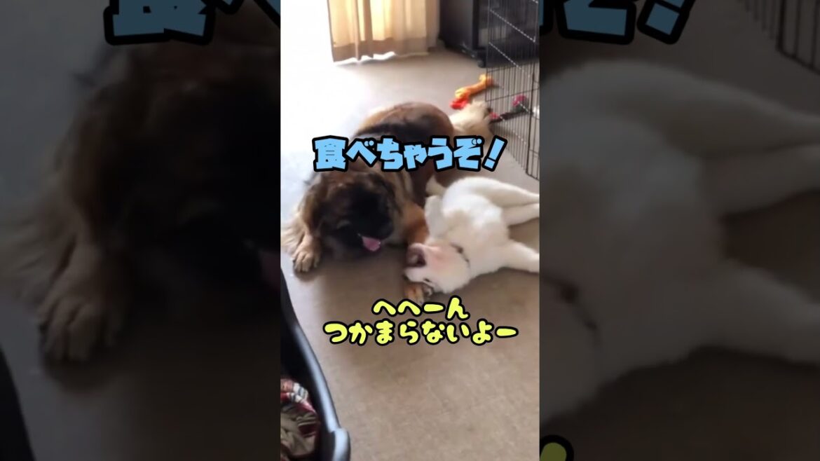 【レオンベルガー】大口をあけて対抗するがパピーに負けて逃げ出す海君【グレートピレニーズ】 #shorts