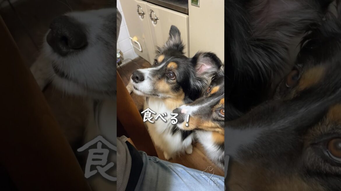 ご飯をおねだりするボーダーコリーとオゥシー　#ボーダーコリー #オーストラリアンシェパード #dog