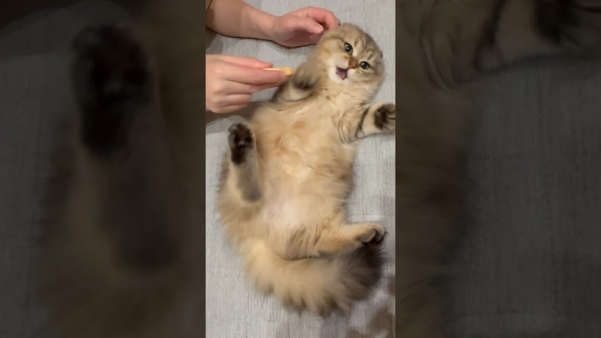 お手入れよりお手入れ道具に夢中な子猫 【サイベリアン】 #Shorts