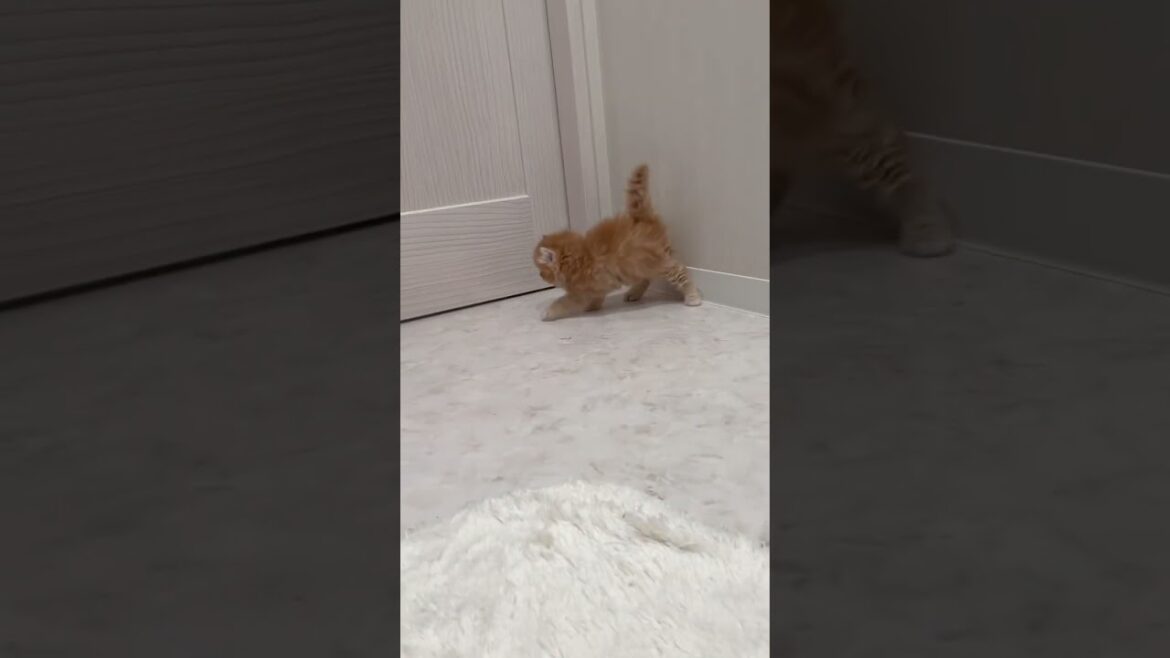 【キンカロー子猫】ほんのりカール耳♡長足女の子 #かわいい子猫 #cat #catbreed #子猫 #kitten #cute #長足キンカロー