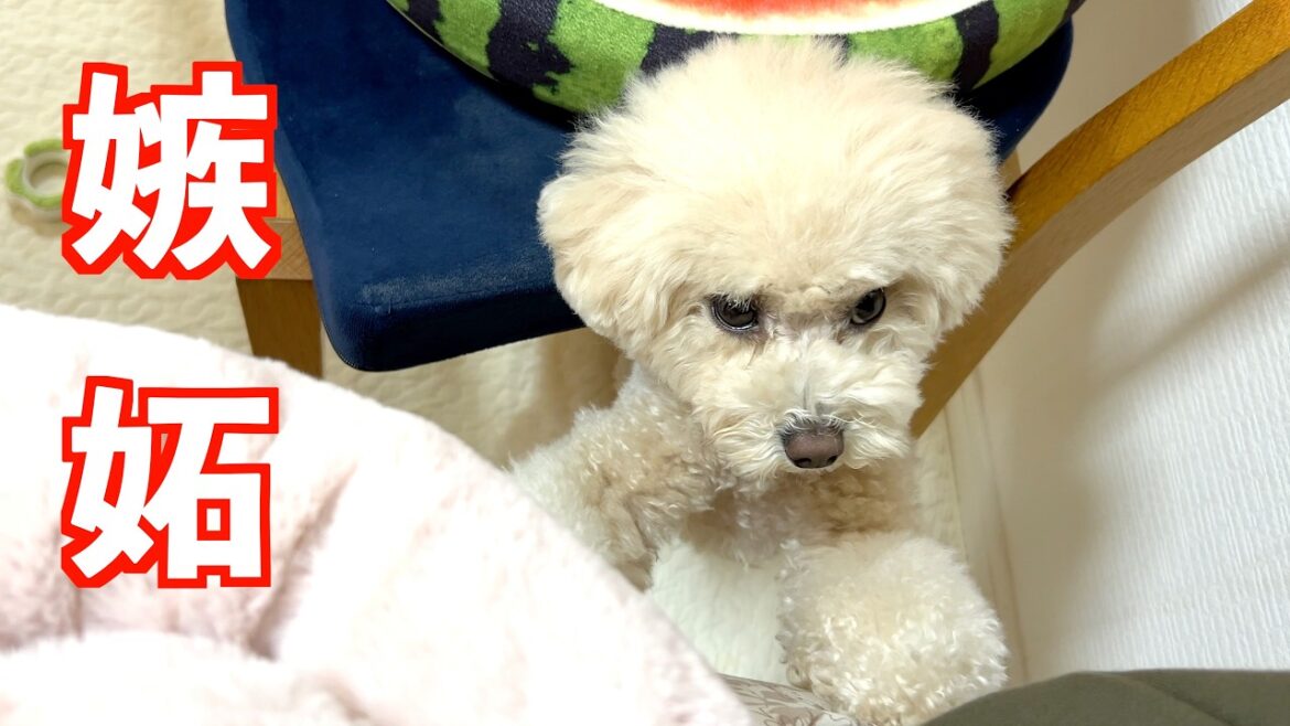 兄妹犬を順番に抱っこしてたら妹犬がいじけてしまいました【トイプードル】