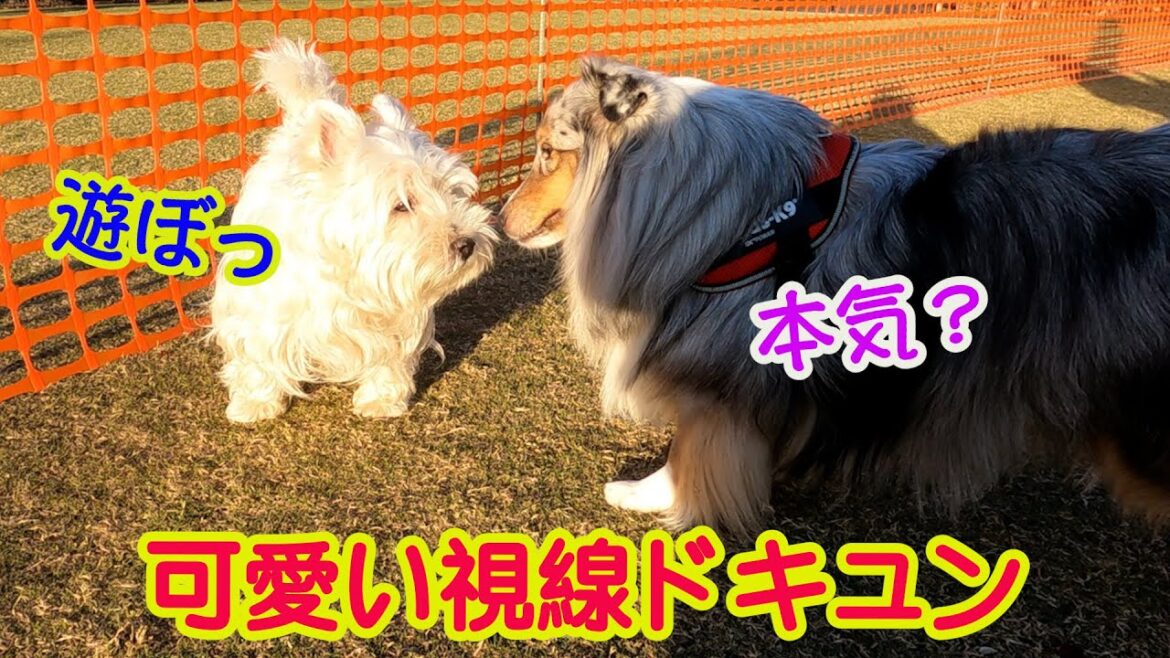 【シェルティ】わちゃわちゃドッグランで犬見知り克服中の愛犬が愛おしい!#シェルティ. #ブルーマール. #Sheltie. #シェットランドシープドッグ. #ドッグラン.#新横浜公園ドッグラン. 【シェルティ】わちゃわちゃドッグランで犬見知り克服中の愛犬が愛おしい!#シェルティ. #ブルーマール. #Sheltie. #シェットランドシープドッグ. #ドッグラン.#新横浜公園ドッグラン.