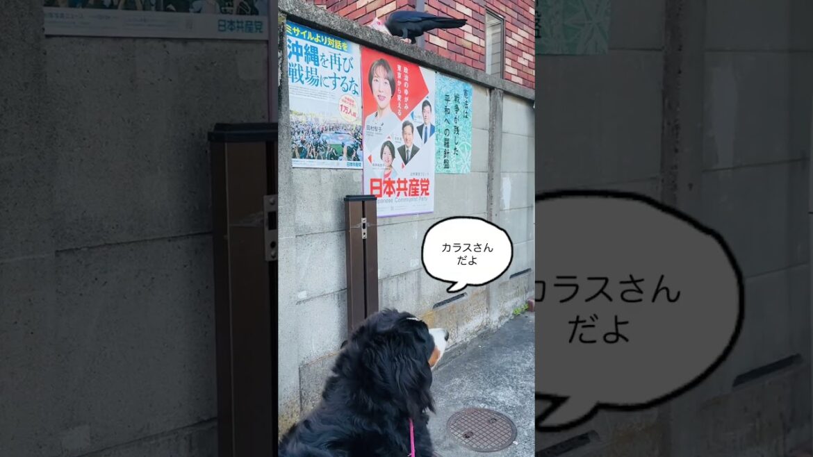 食事中のカラスを発見したバーニーズマウンテンドッグ