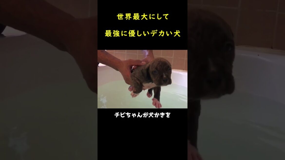 世界最大にして最強に優しいピットブル!
