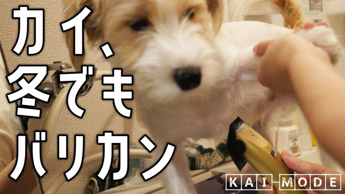 【ジャックラッセル】カイ、冬でもバリカン　Trimming even in winter