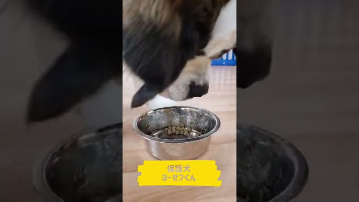 保護犬セントバーナードヨーゼフくんのごはん