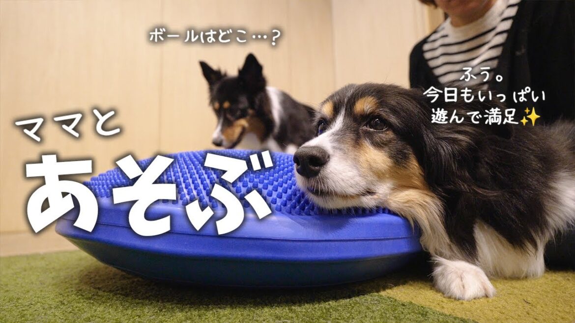 ママと遊びたいボーダーコリーとオーストラリアンシェパードが可愛い
