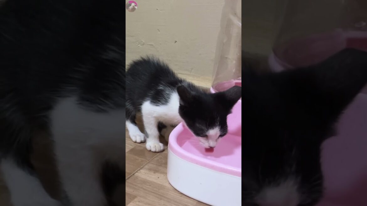 Rescued kitten being followed around by older cat #shorts Rescued kitten being followed around by older cat #shorts