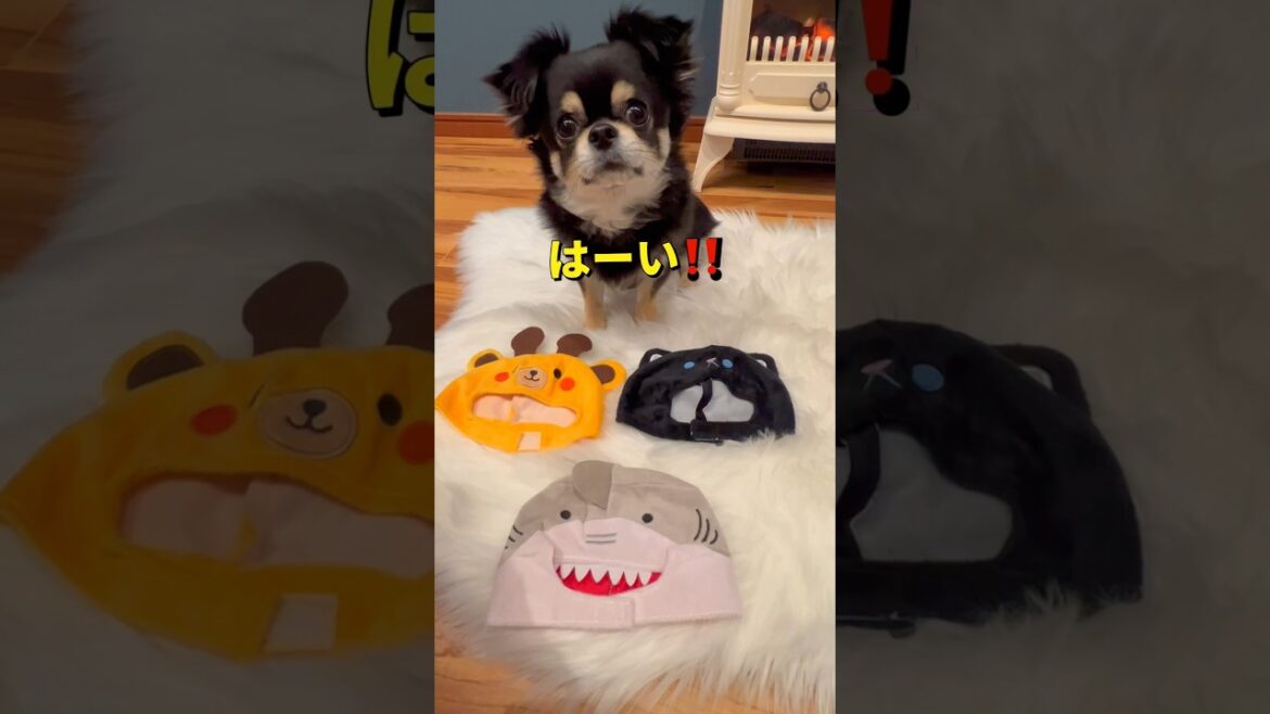ダイソーの被り物かぶってみた🐶🐶‼️#柴犬 #チワワ #shorts