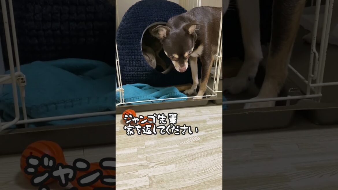 (アビ&チワワ) 犬小屋を占拠する猫 #shorts #チワワ #アビシニアン #chihuahua #abyssinian