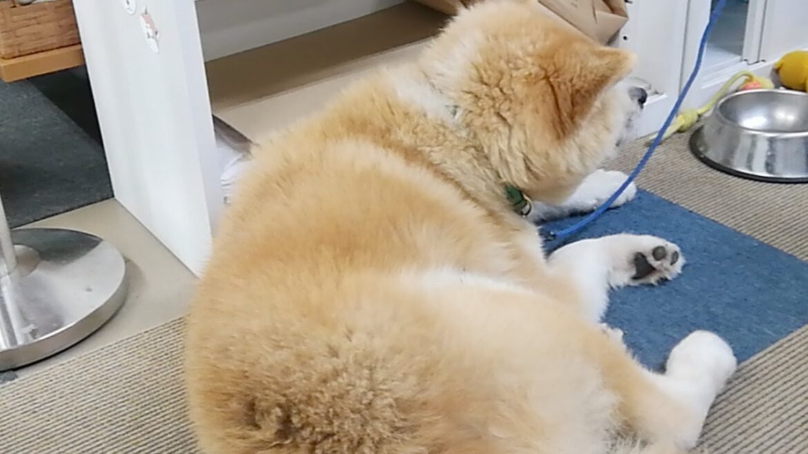 秋田犬会館配信！