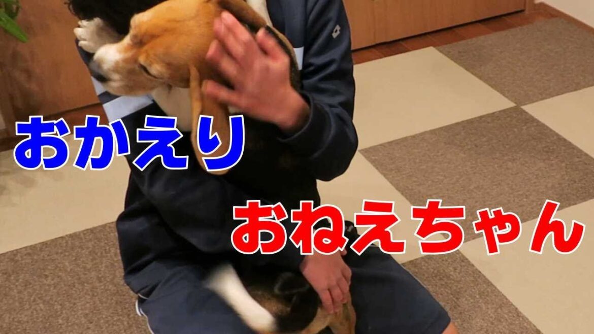 おかえり 【おてんばビーグルふくちゃん】その256