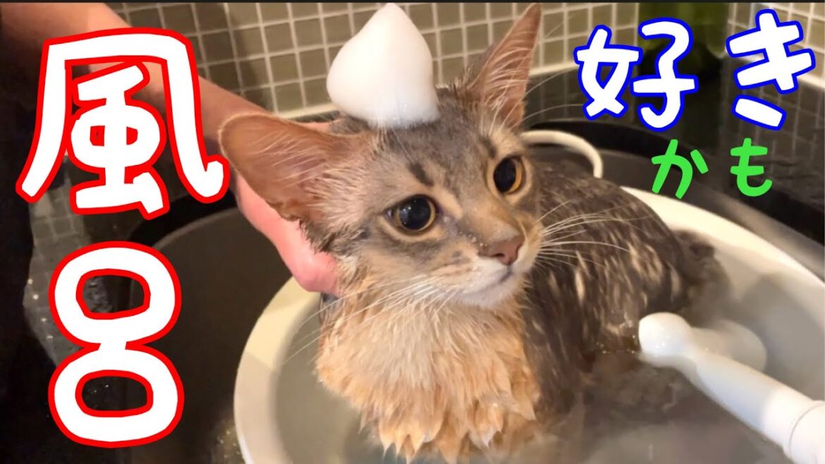 【成人式準備】本人はお風呂に喜んでた❗️ 母は辛かった❗️【ソマリ】