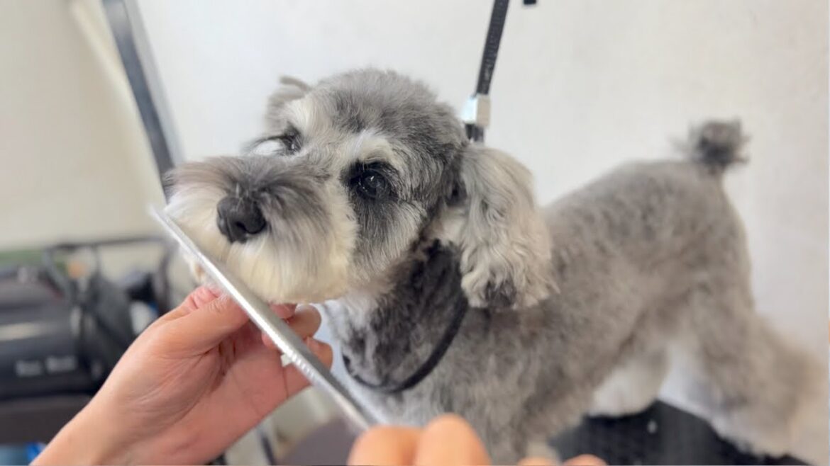 イメチェン準備中のミニチュアシュナウザーのトリミング✂︎（イリスちゃん）