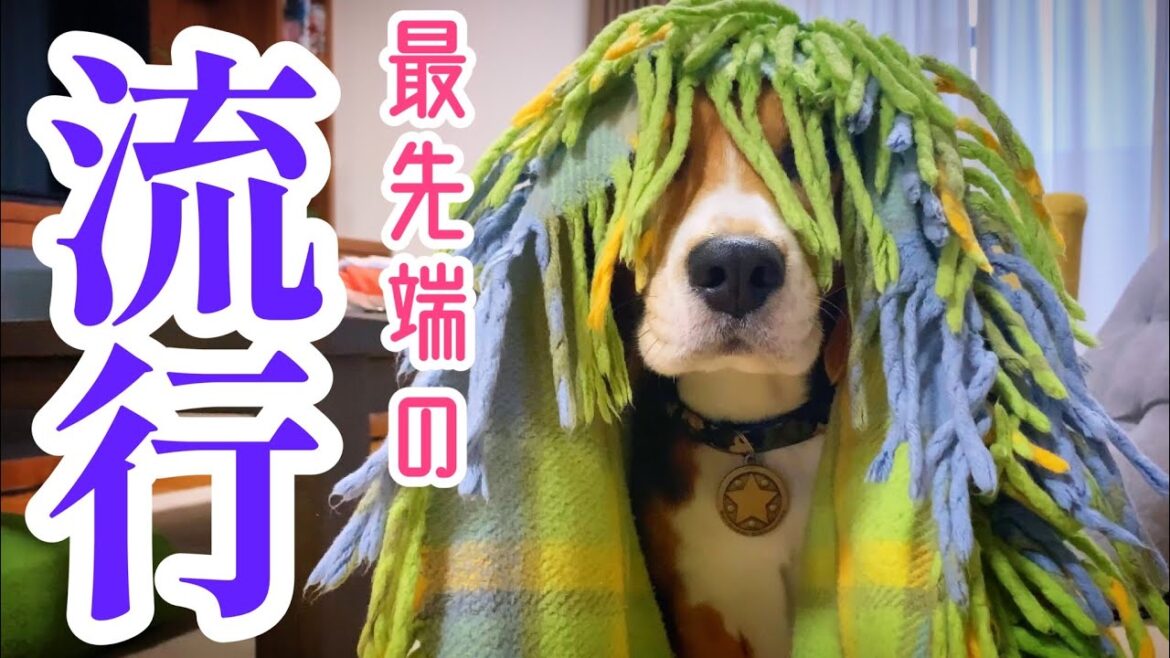 ビーグル犬 おしゃれモード