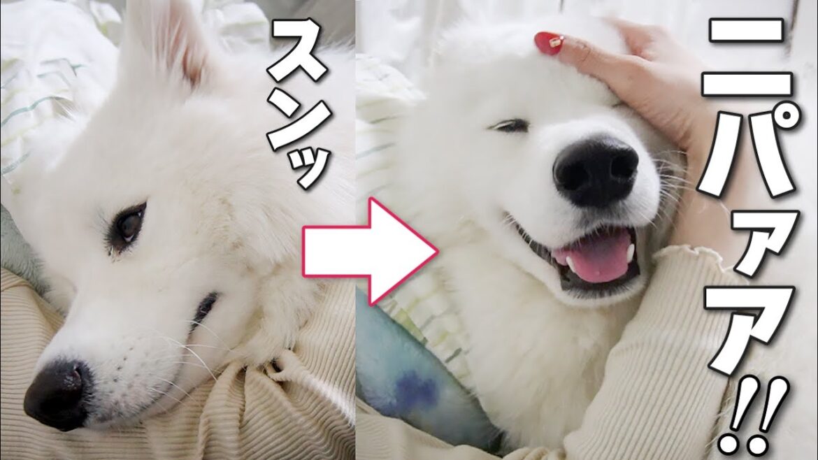 ママの手にかかれば不機嫌が嘘のように一瞬でご機嫌になりました…‼︎【サモエド】 ママの手にかかれば不機嫌が嘘のように一瞬でご機嫌になりました…‼︎【サモエド】