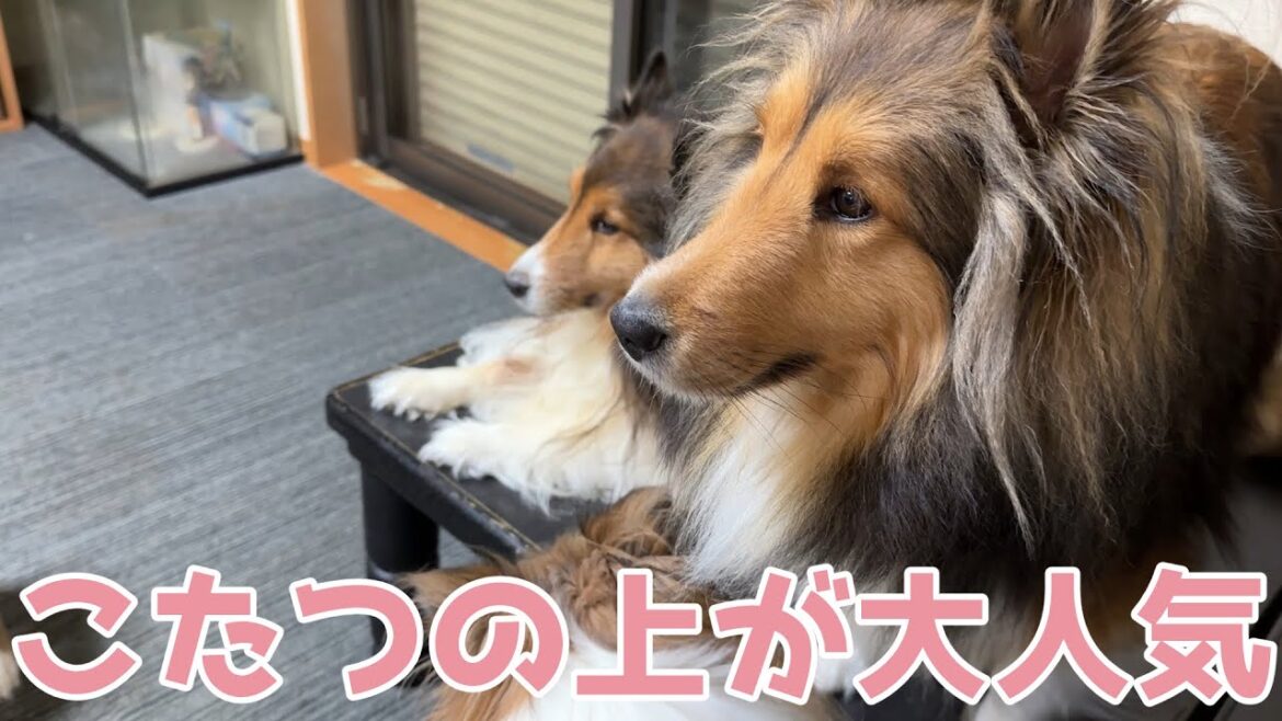 【シェルティ】こたつの上が大人気【みんないた】