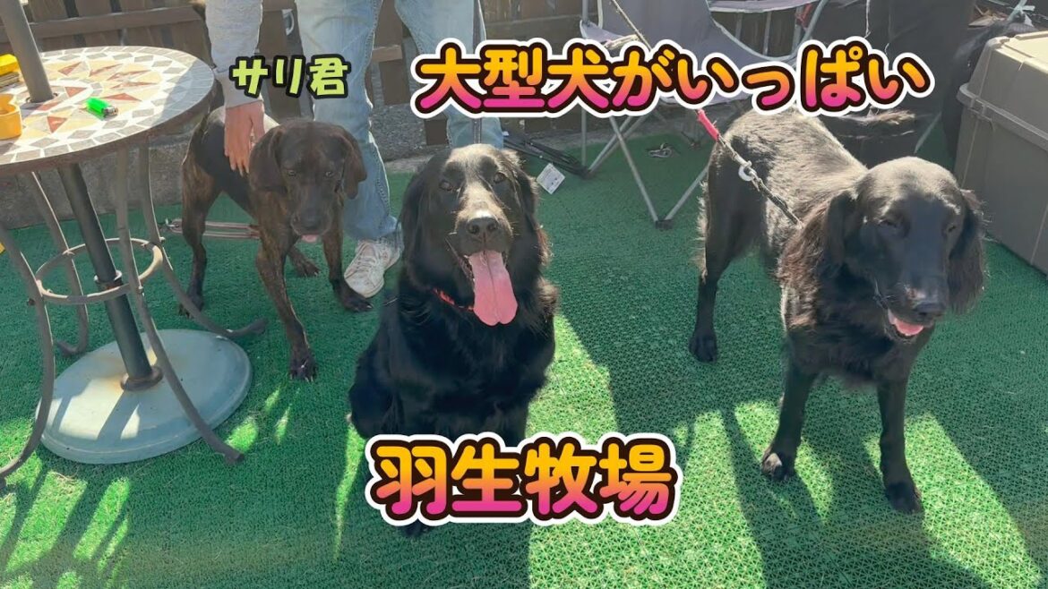 羽生牧場は大型犬がいっぱい【フラットコーテッドレトリバー】flatcoatedretriever