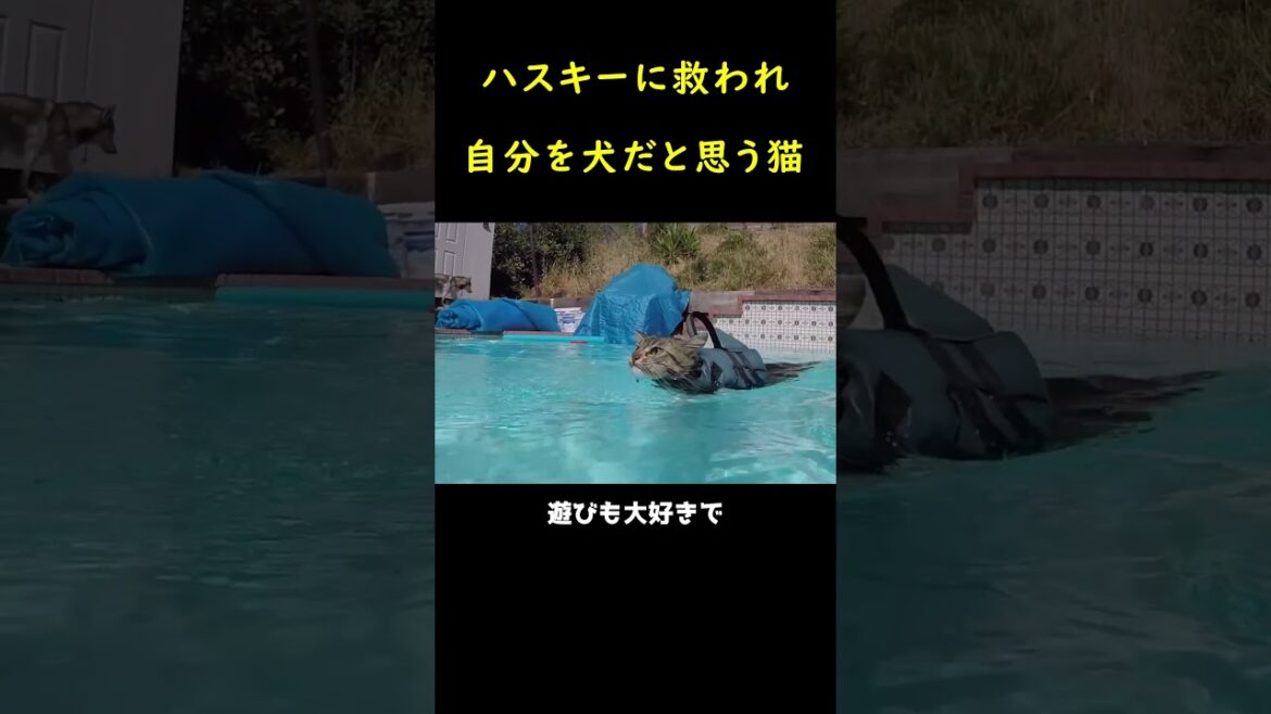 えっ、あたしが猫って何のこと？