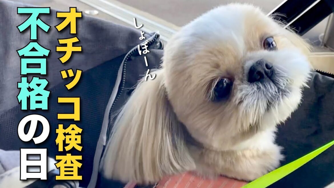 【シーズー】オチッコ検査、不合格の日 〜今年最後の動物病院へ〜【300】