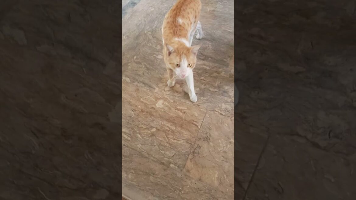 Big brown cat and white little kitten meowing loudly #shorts