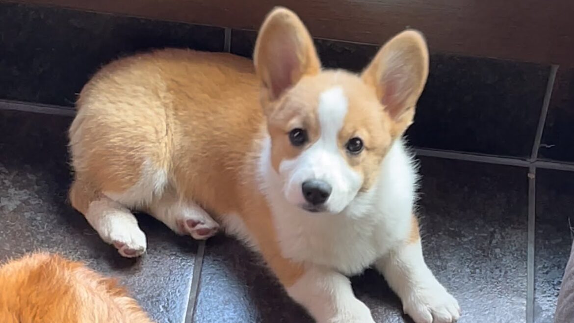 【犬】子犬コーギーの寝返りがヤバイ‼︎【コーギー子犬】【コーギーへそ天】