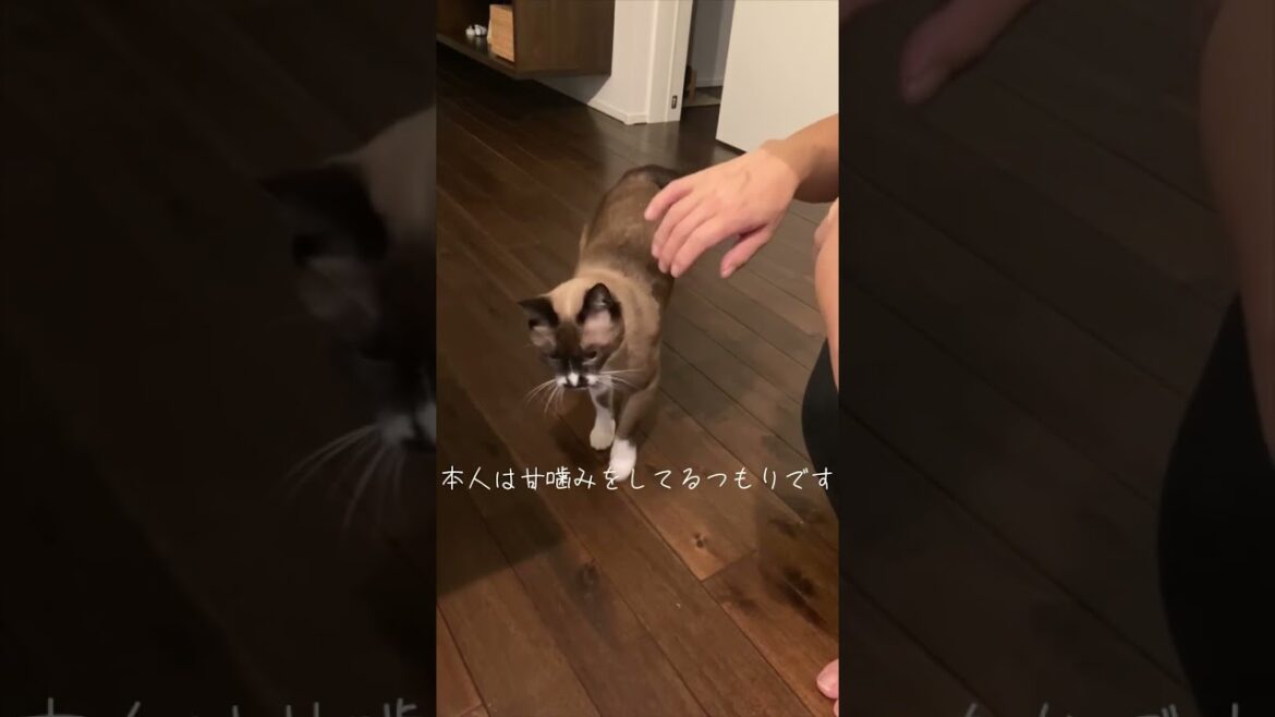 こむぎの挨拶　shorts①　#shorts  #猫 #cat #シャムmix #保護猫 #シャム #protection #シャムミックス