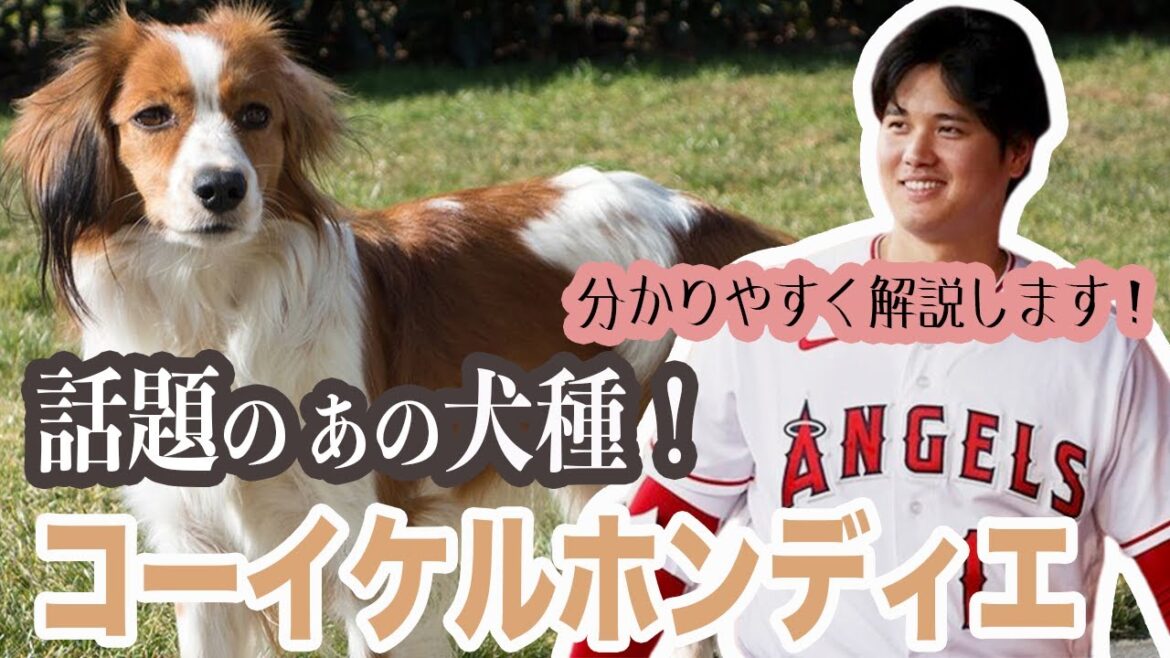 大谷翔平選手が溺愛している犬種 コーイケルホンディエについて解説！