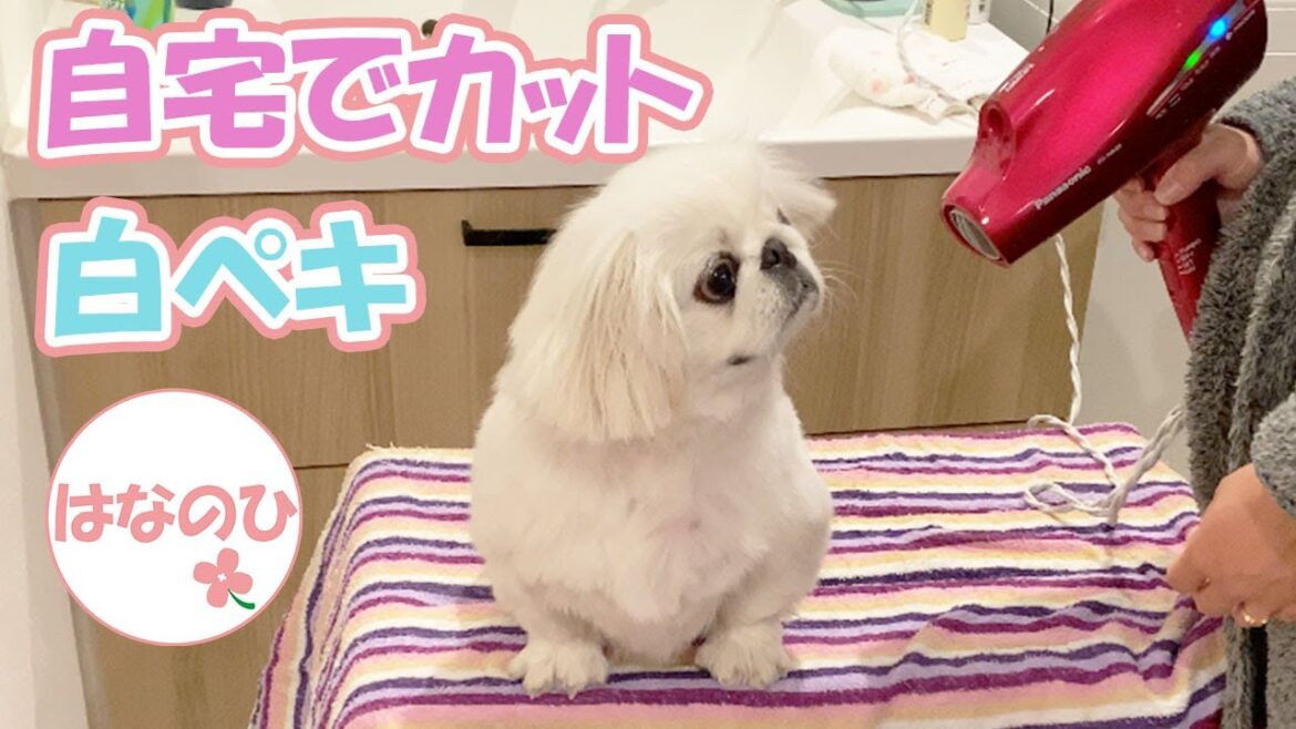 誰でも自宅で簡単！セルフトリミングでサマーカットにしてみました！【ペキニーズ】【Pekingese】【セルフカット】