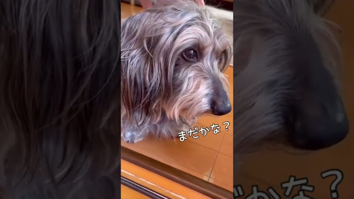反省してる⁈顔色を伺う犬【ミニチュアダックスワイヤー】