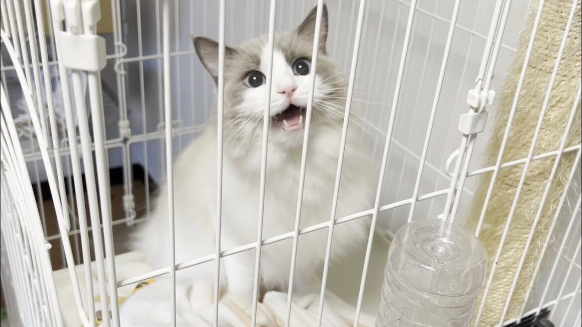 引っ越し中にラグドール猫が大絶叫してとんでもないことになった。