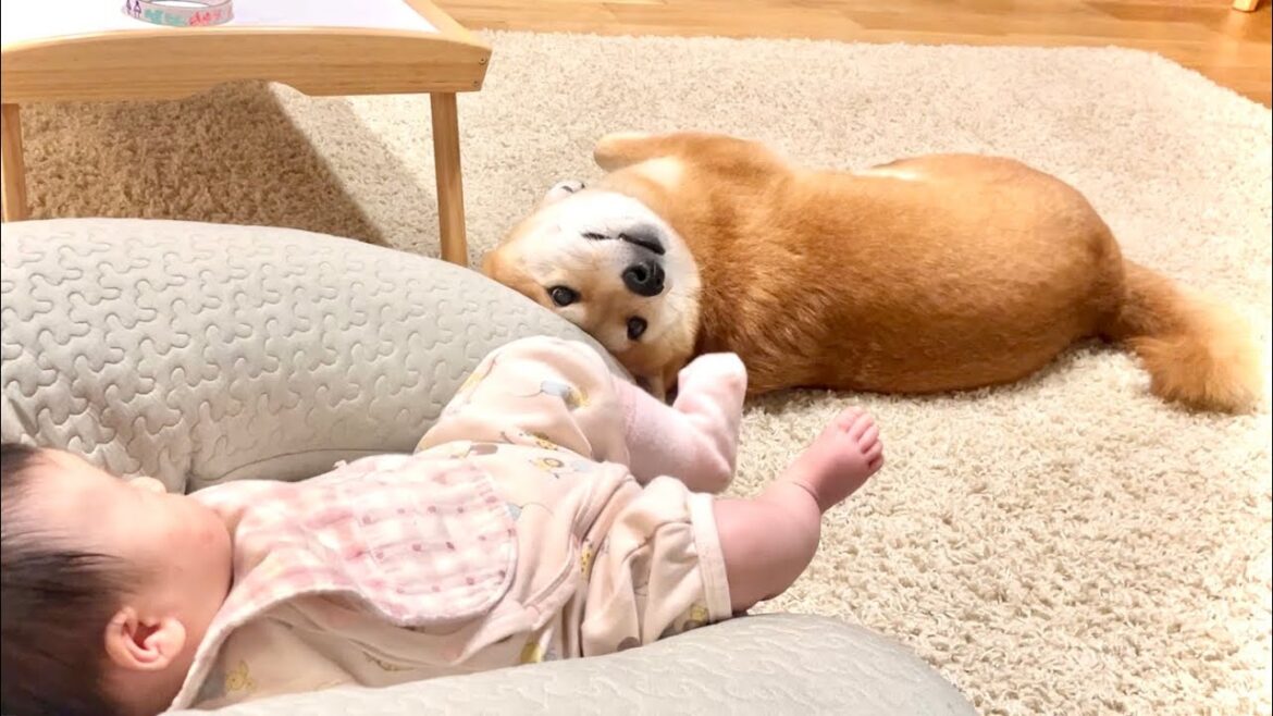 目の前にある靴下の誘惑に勝てなかった柴犬