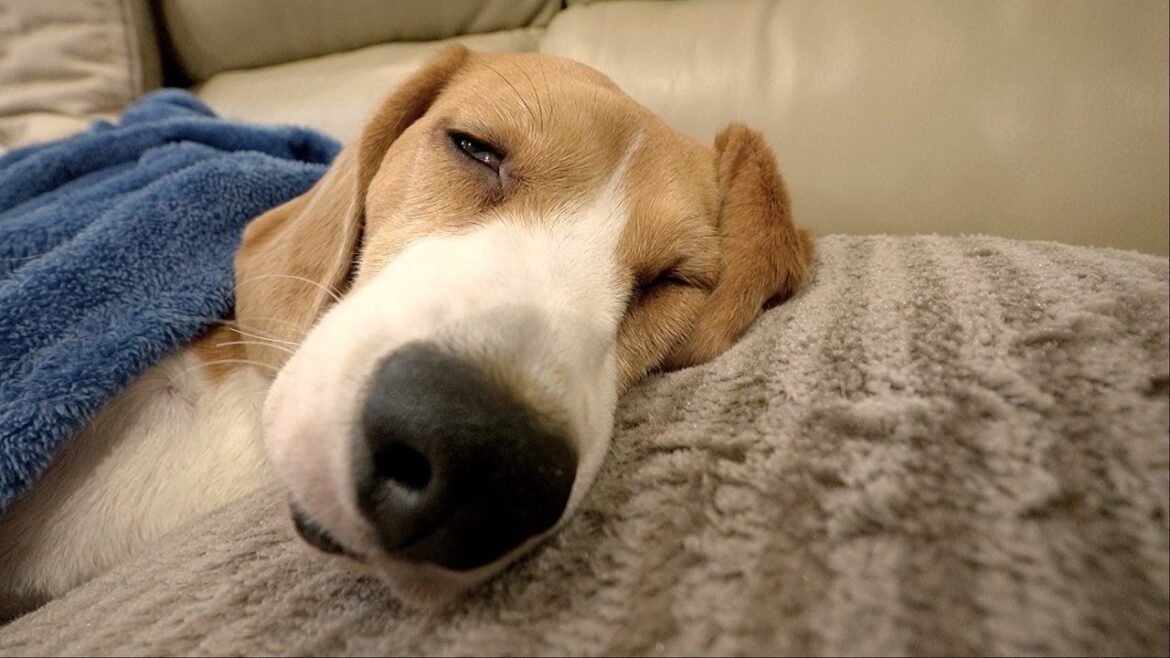 最近は寝てばかりのビーグル犬です