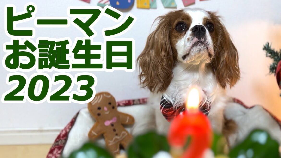 うちの子になってくれてありがとう…生まれてきてくれてありがとう！【2023ピーマンお誕生日】