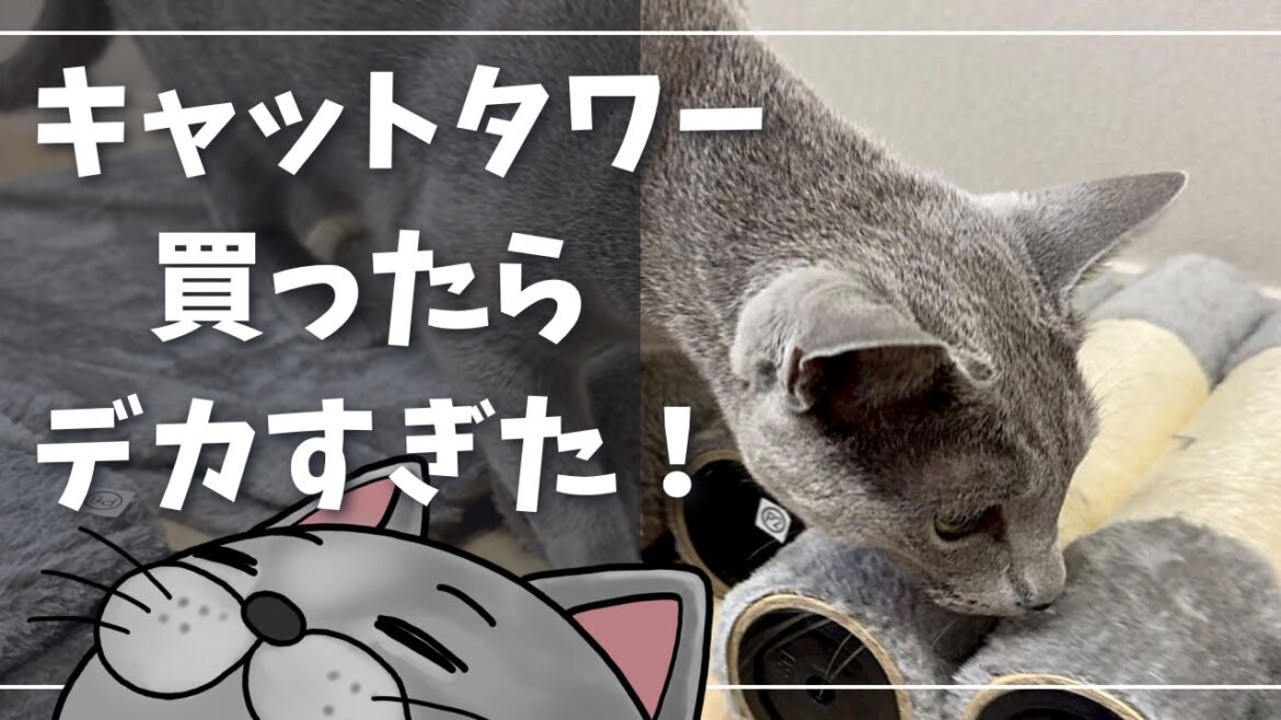 気に入りすぎてキャットタワーから離れませんw【ロシアンブルー】猫