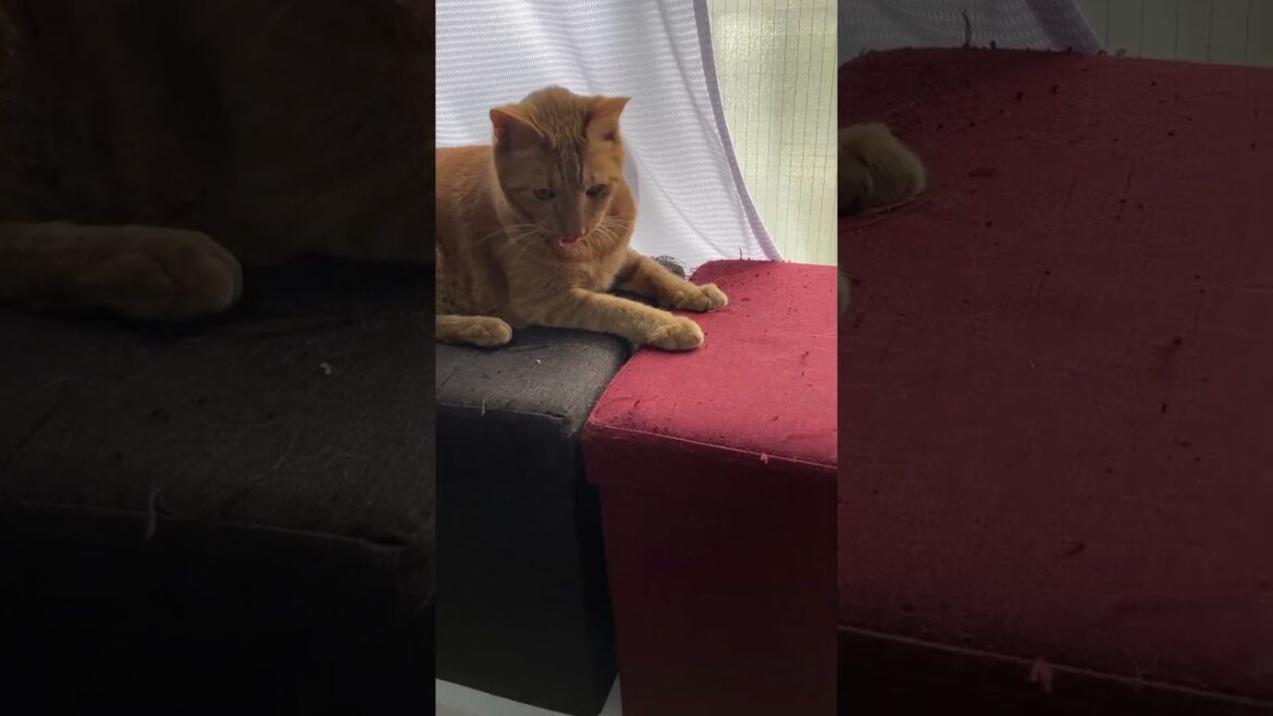 【茶トラ猫】ジラフとクルーとねずみのオモチャ#shorts 【茶トラ猫】ジラフとクルーとねずみのオモチャ#shorts