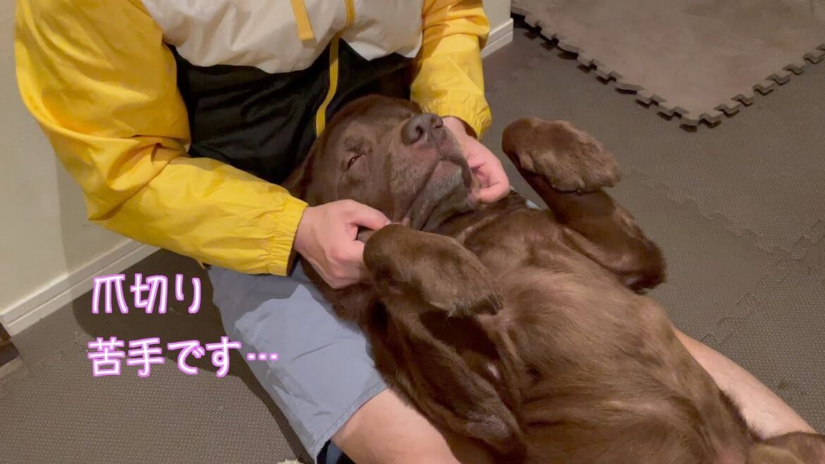 ラブラドールレトリバー（大型犬）かわいいチョコラブ爪切り